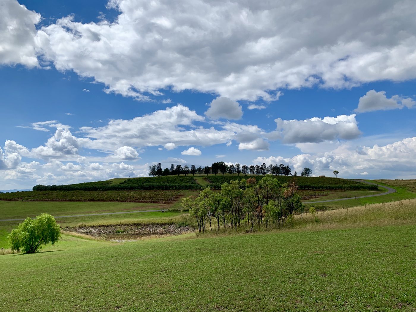 Vineyards in the Hunter Valley