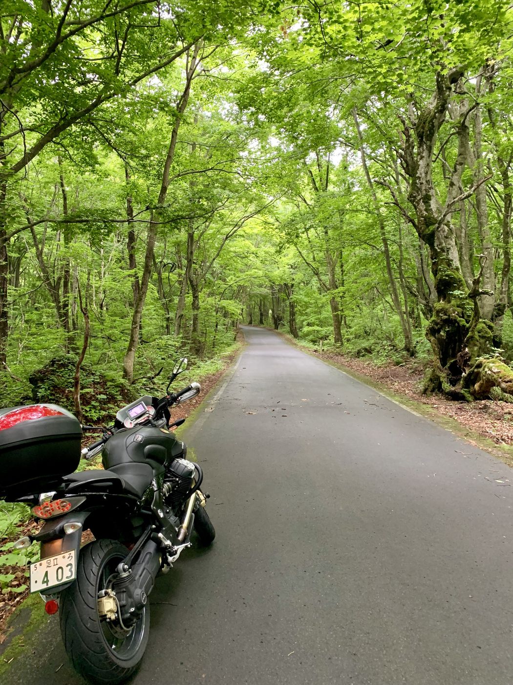A quiet forest road on the way north