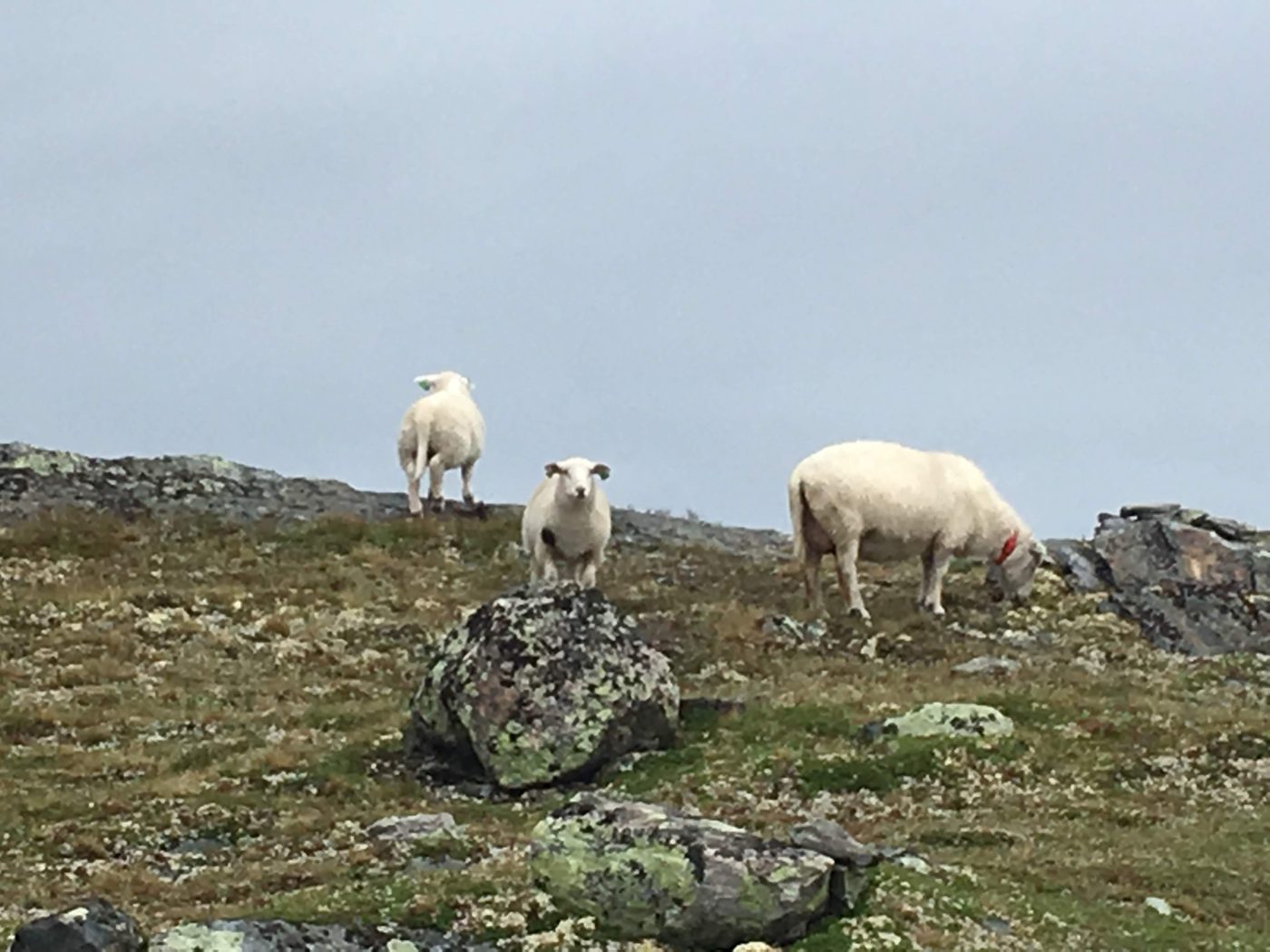 Sheep on the mountain