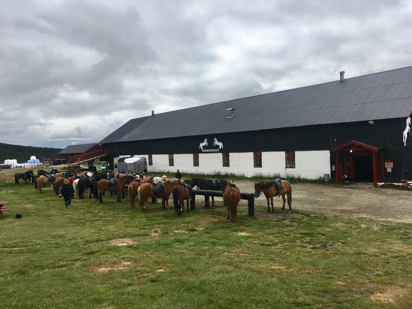 Horses in the mountains