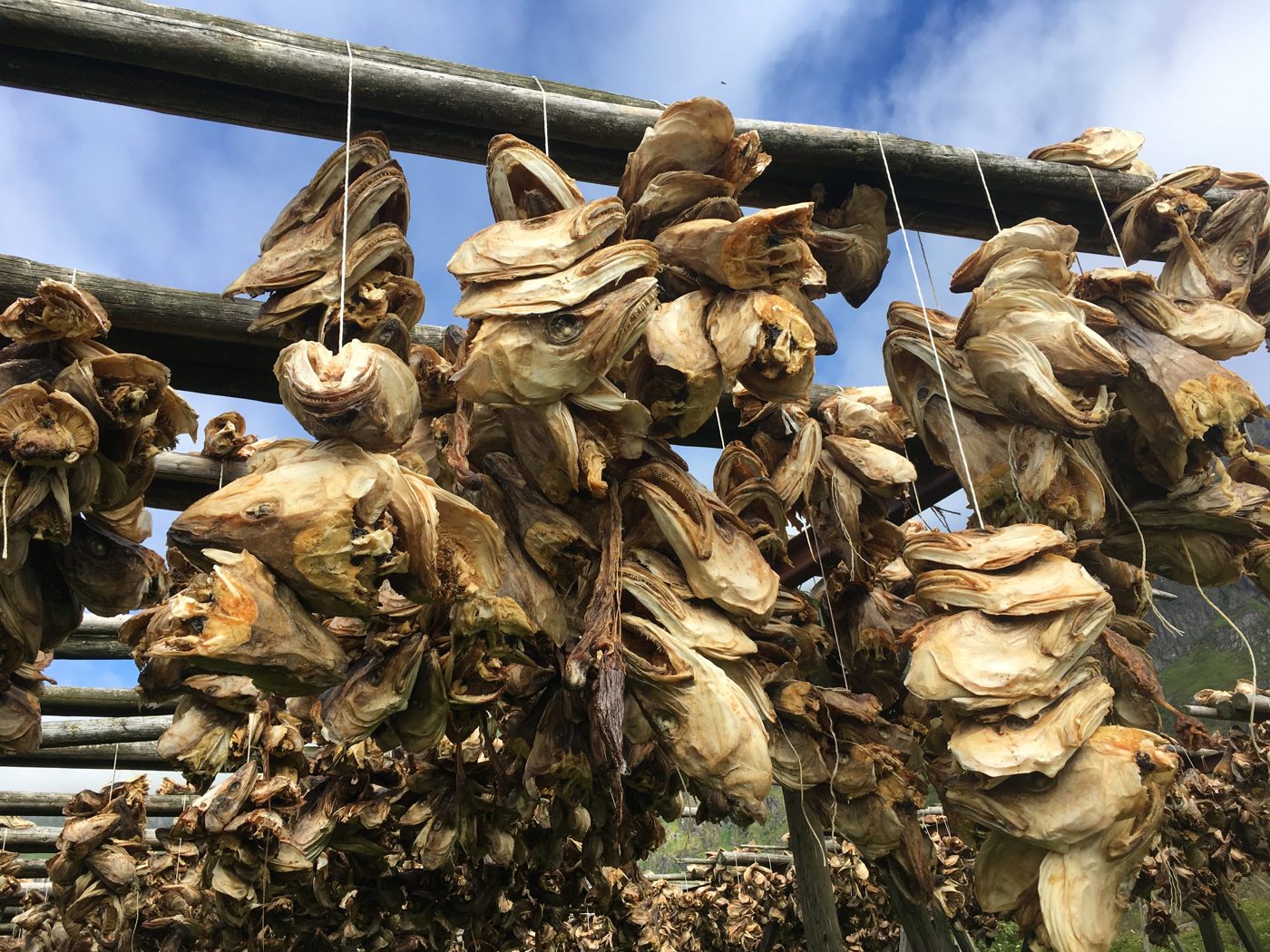 Stockfish drying in Lofoten