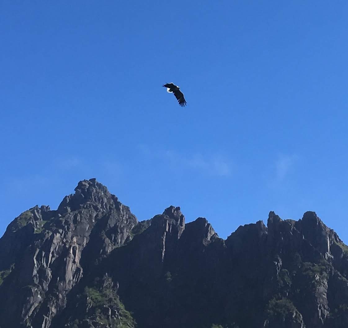 A sea eagle over Lofoten