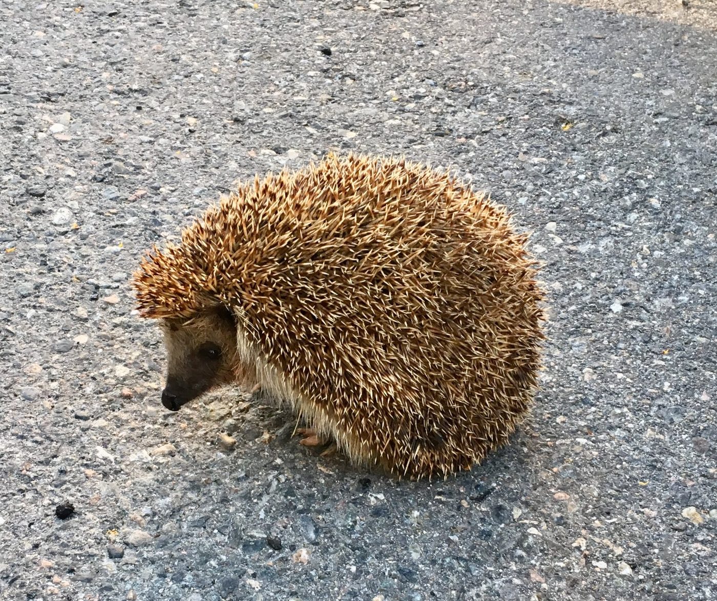 A hedgehog at dawn