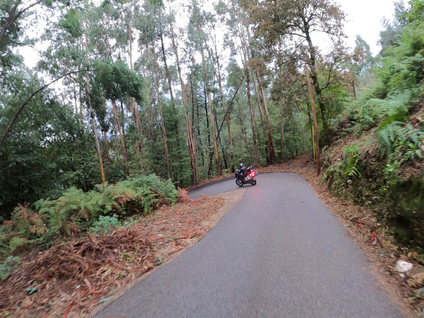 Forest roads in the Minho