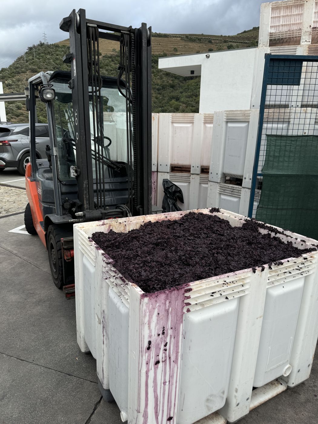 Harvest grapes fresh off the vines