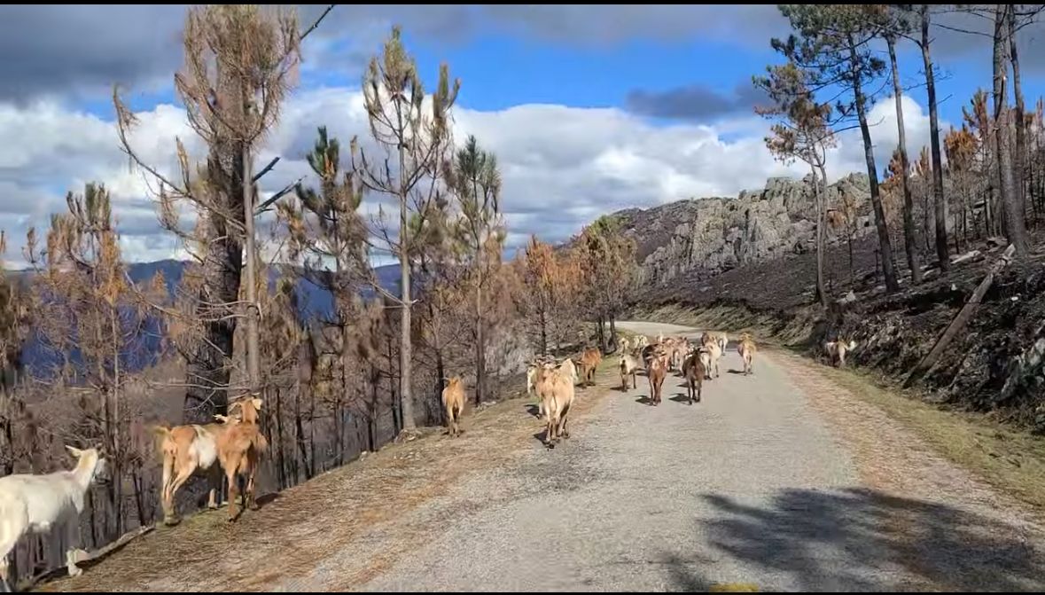 Goats on the road