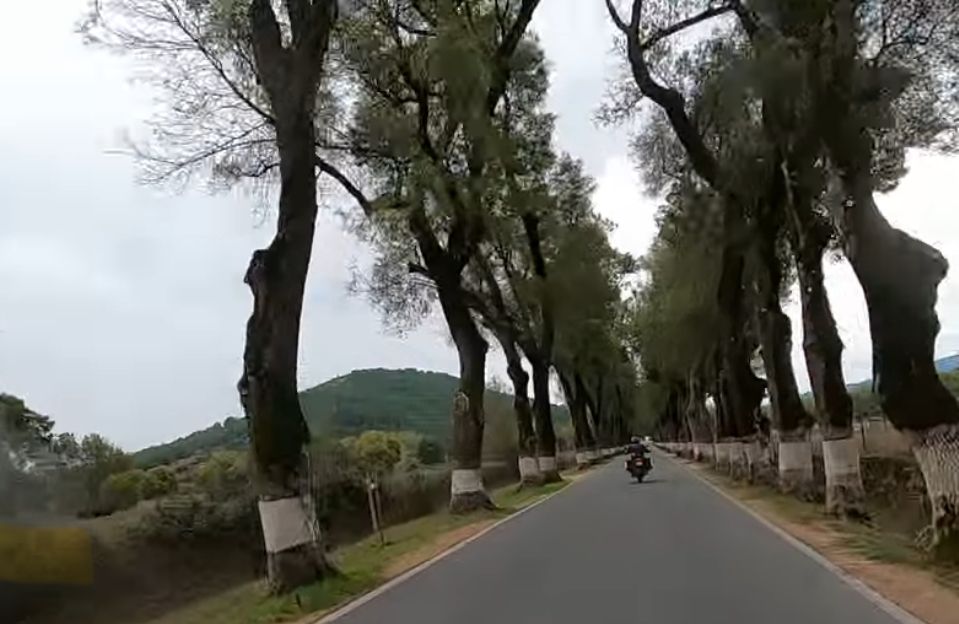 A tree-lined road