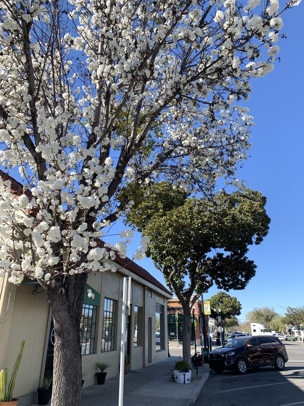 Spring blossoms in Paso Robles