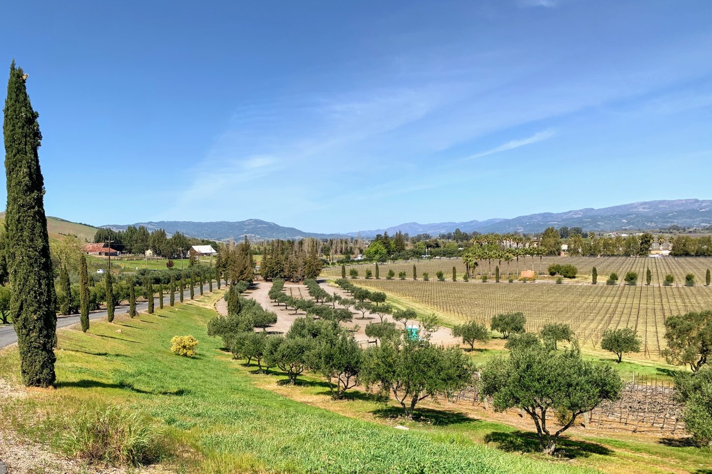 Vineyards outside Sonoma