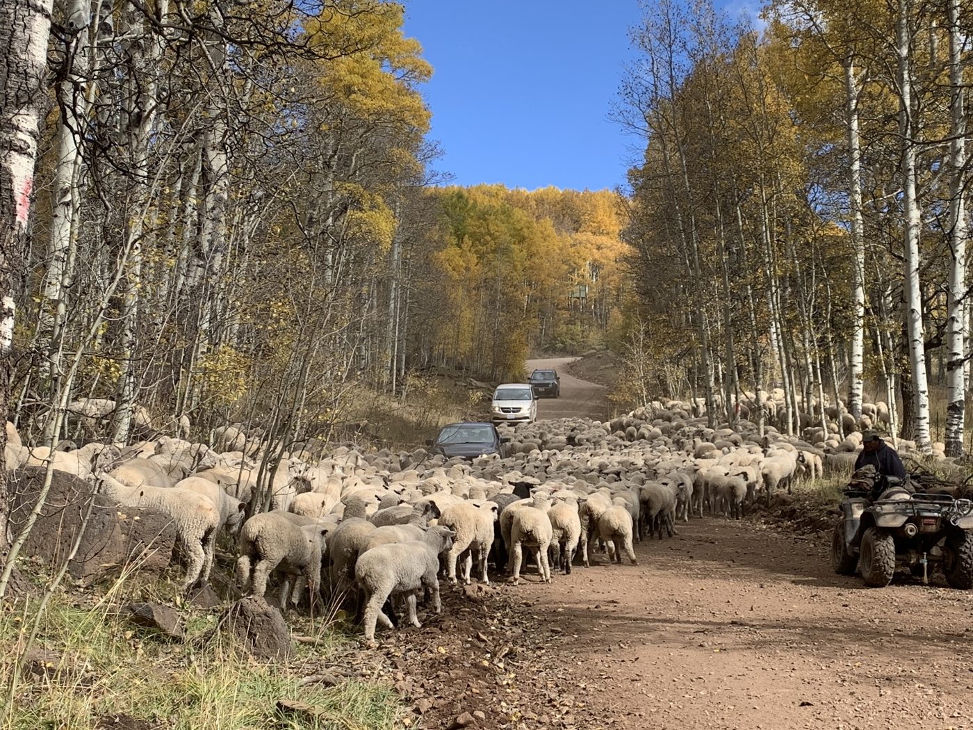 We met 800 sheep on the way!