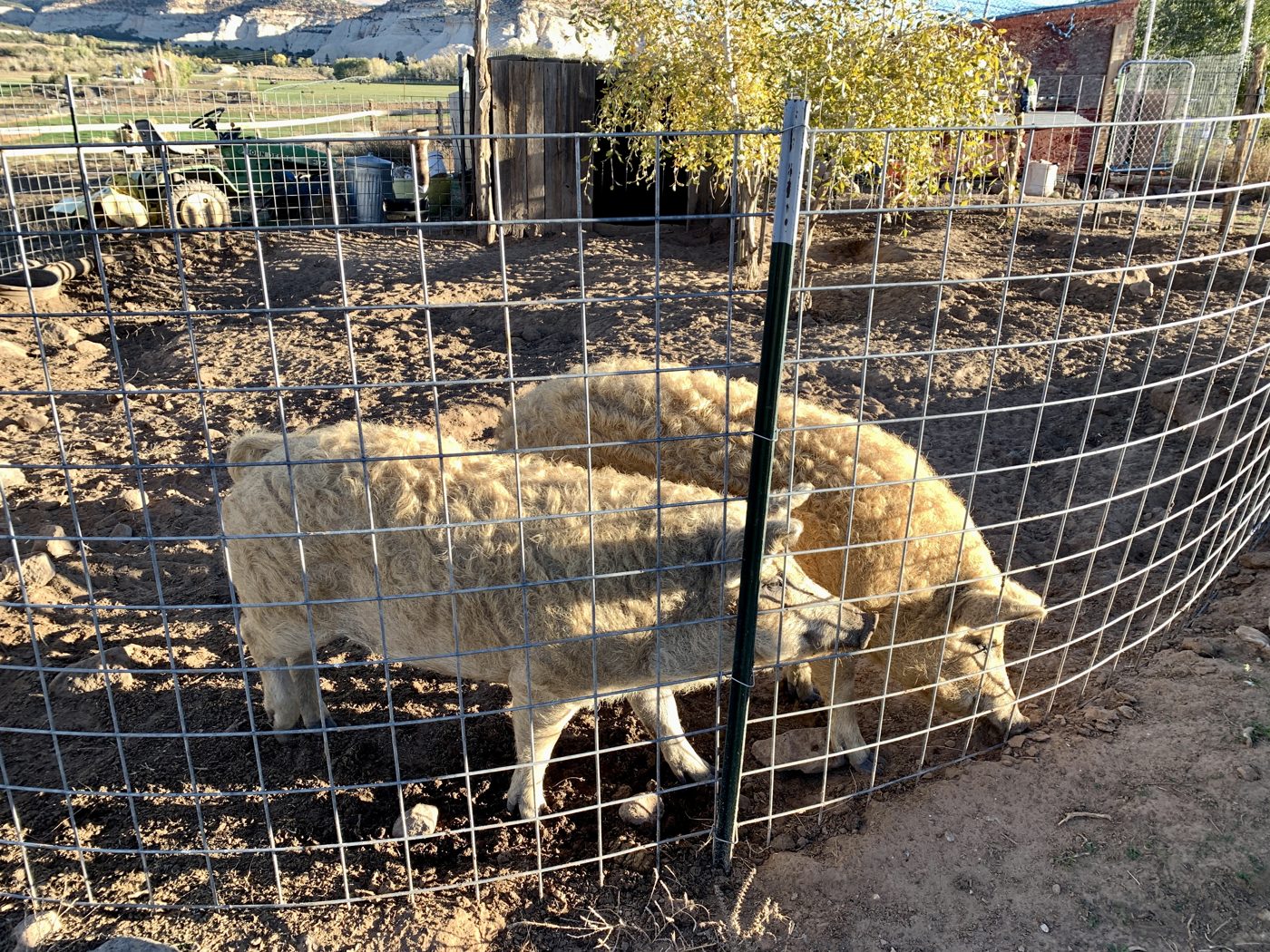 Mangalitsa pigs at Annie’s Place