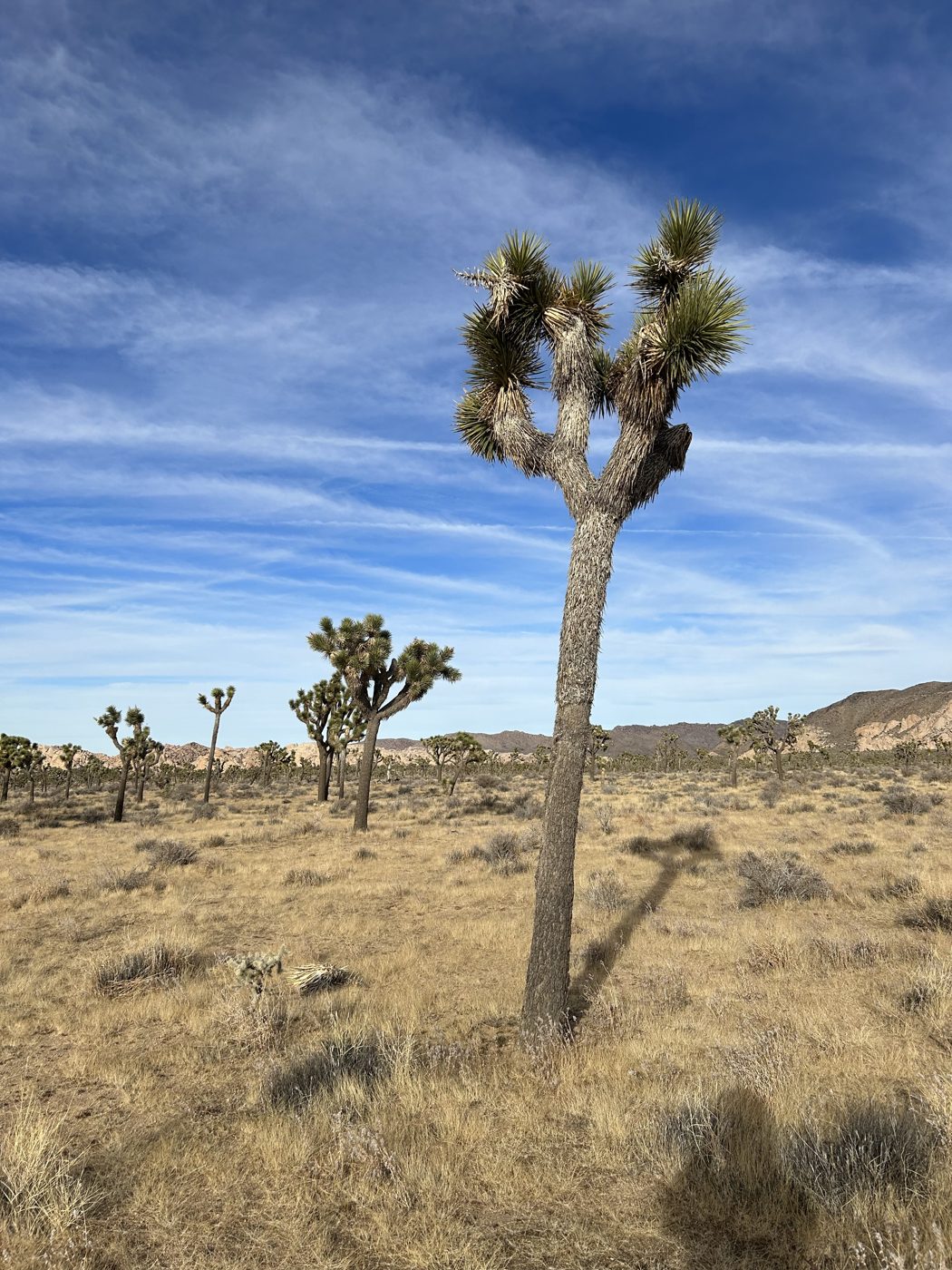A Joshua tree