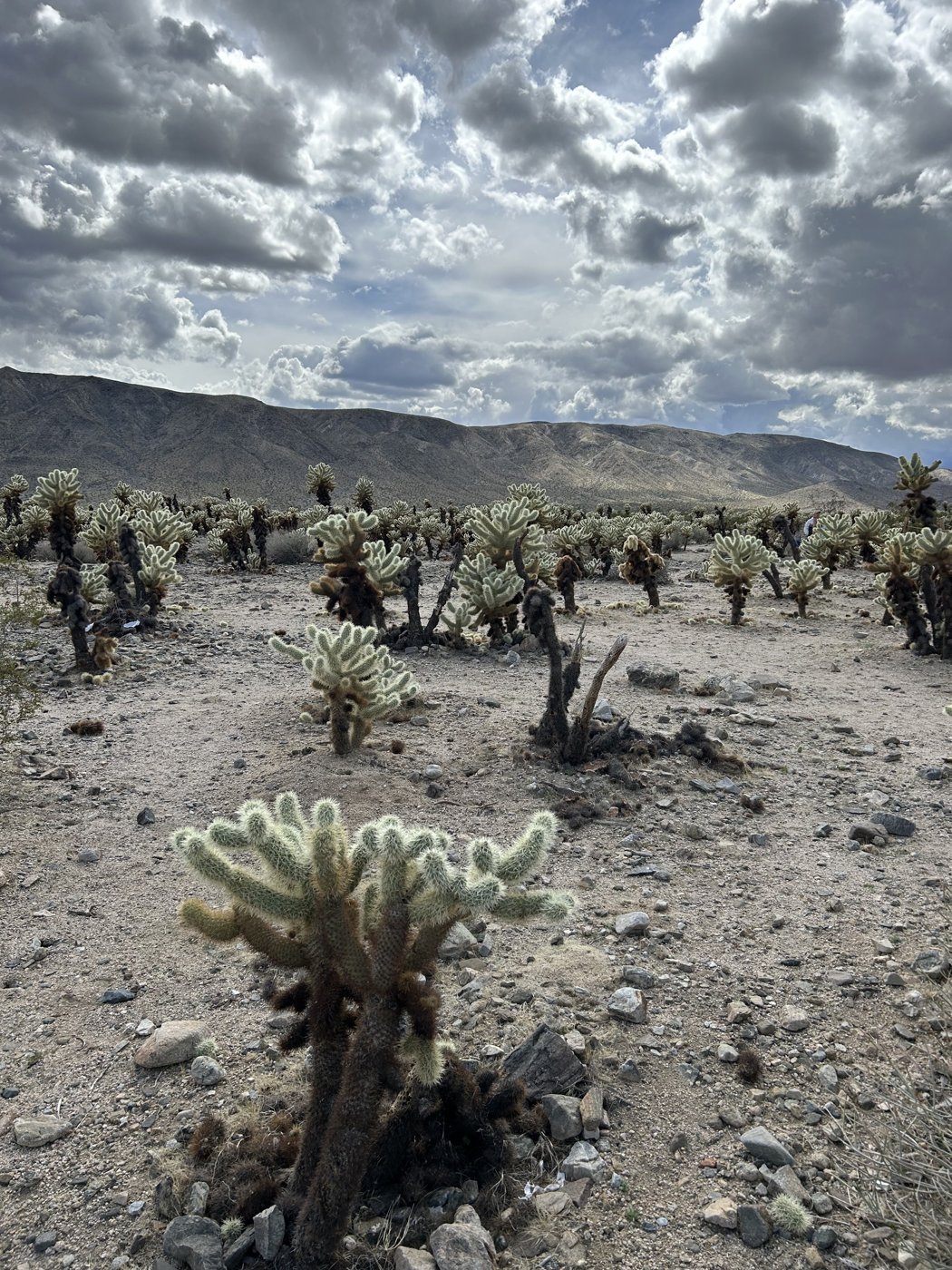 Cholla cactus in Joshua Tree